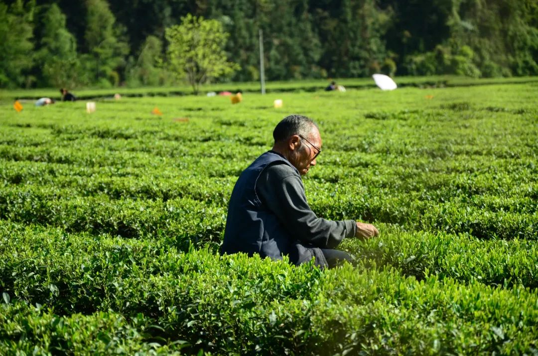 湖北有名的恩施富硒茶(湖北的恩施富硒茶厂)-硒宝网