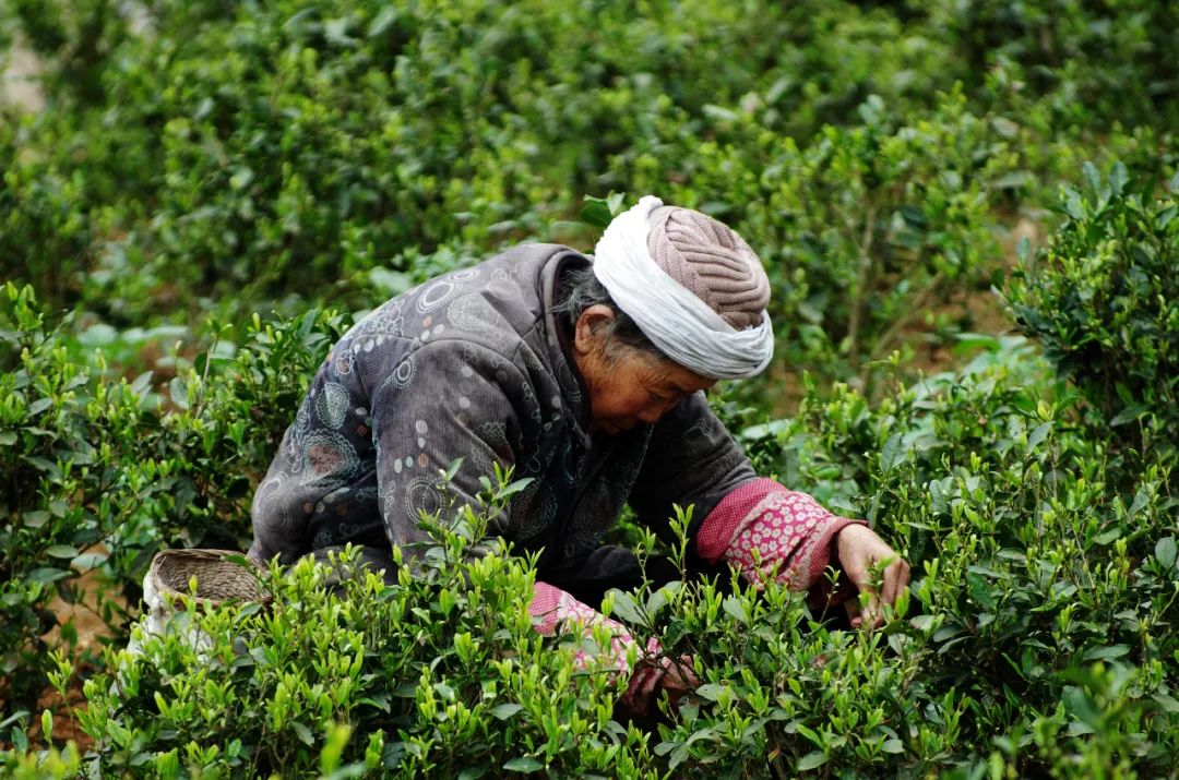 湖北有名的恩施富硒茶(湖北的恩施富硒茶厂)-硒宝网