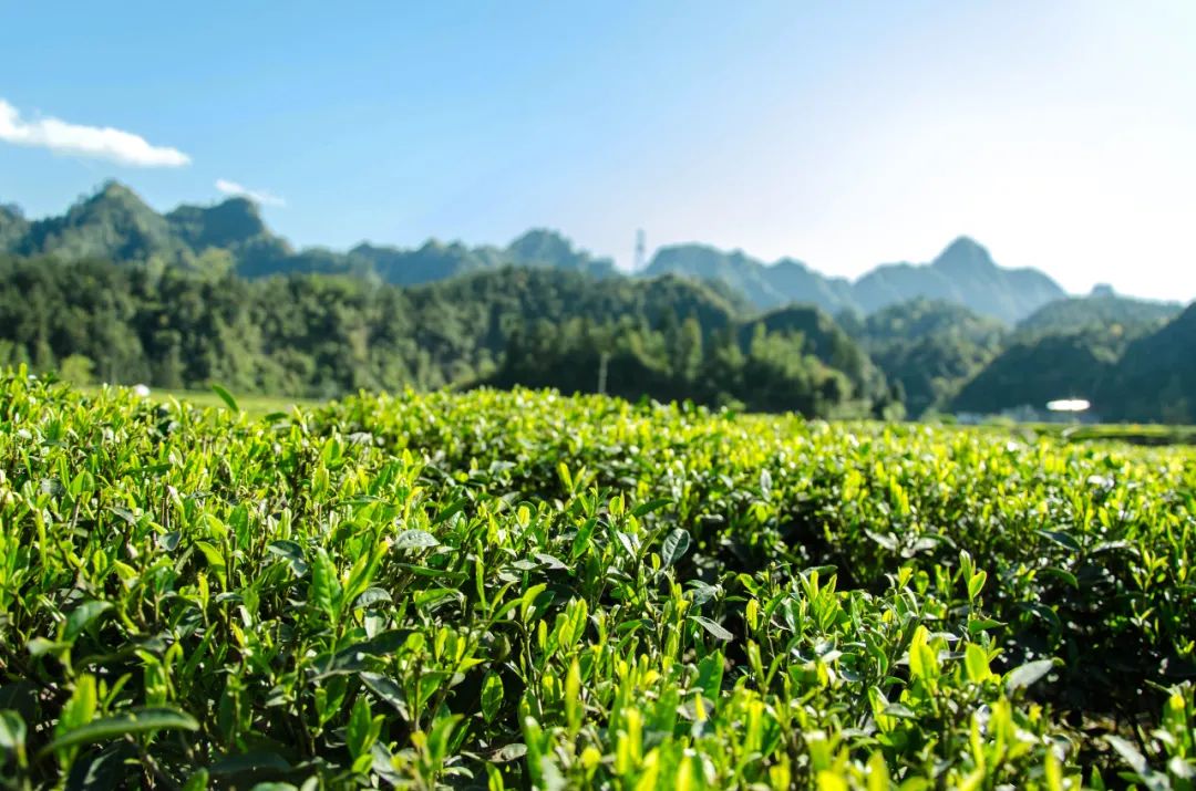 湖北有名的恩施富硒茶(湖北的恩施富硒茶厂)-硒宝网