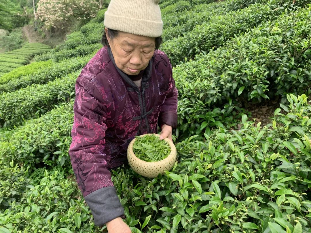 湖北有名的恩施富硒茶(湖北的恩施富硒茶厂)-硒宝网