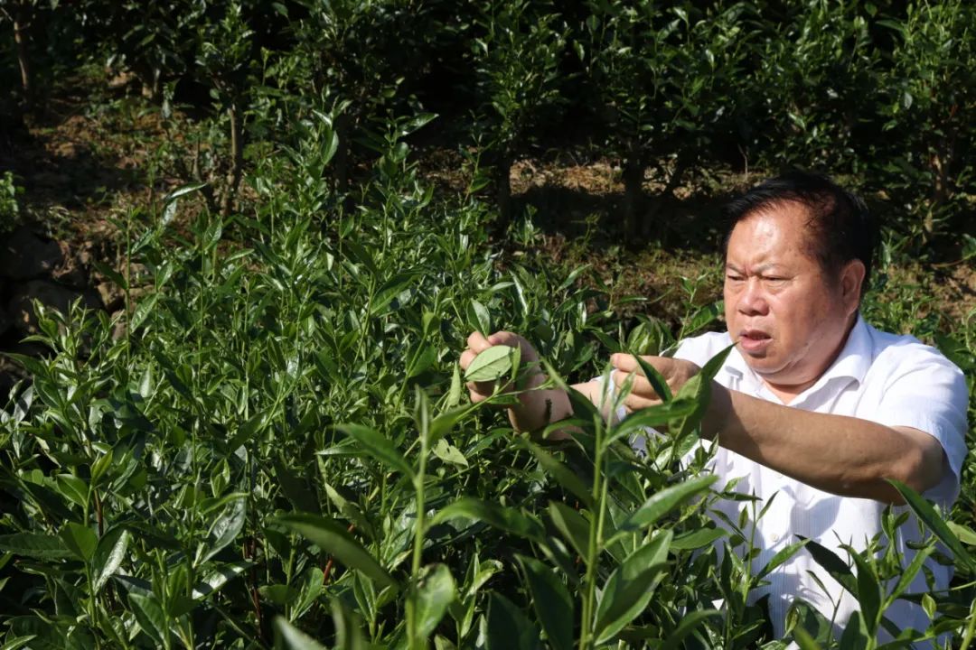 紫阳富硒茶生执行标准（紫阳富硒茶等级）-硒宝网