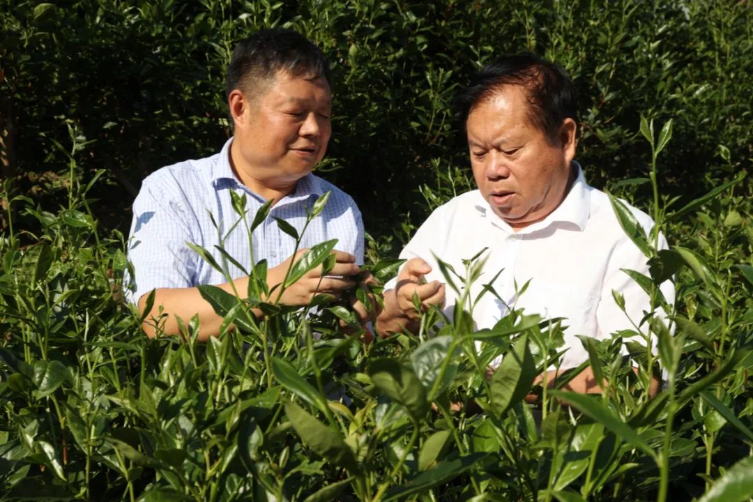 紫阳富硒茶生执行标准（紫阳富硒茶等级）-硒宝网