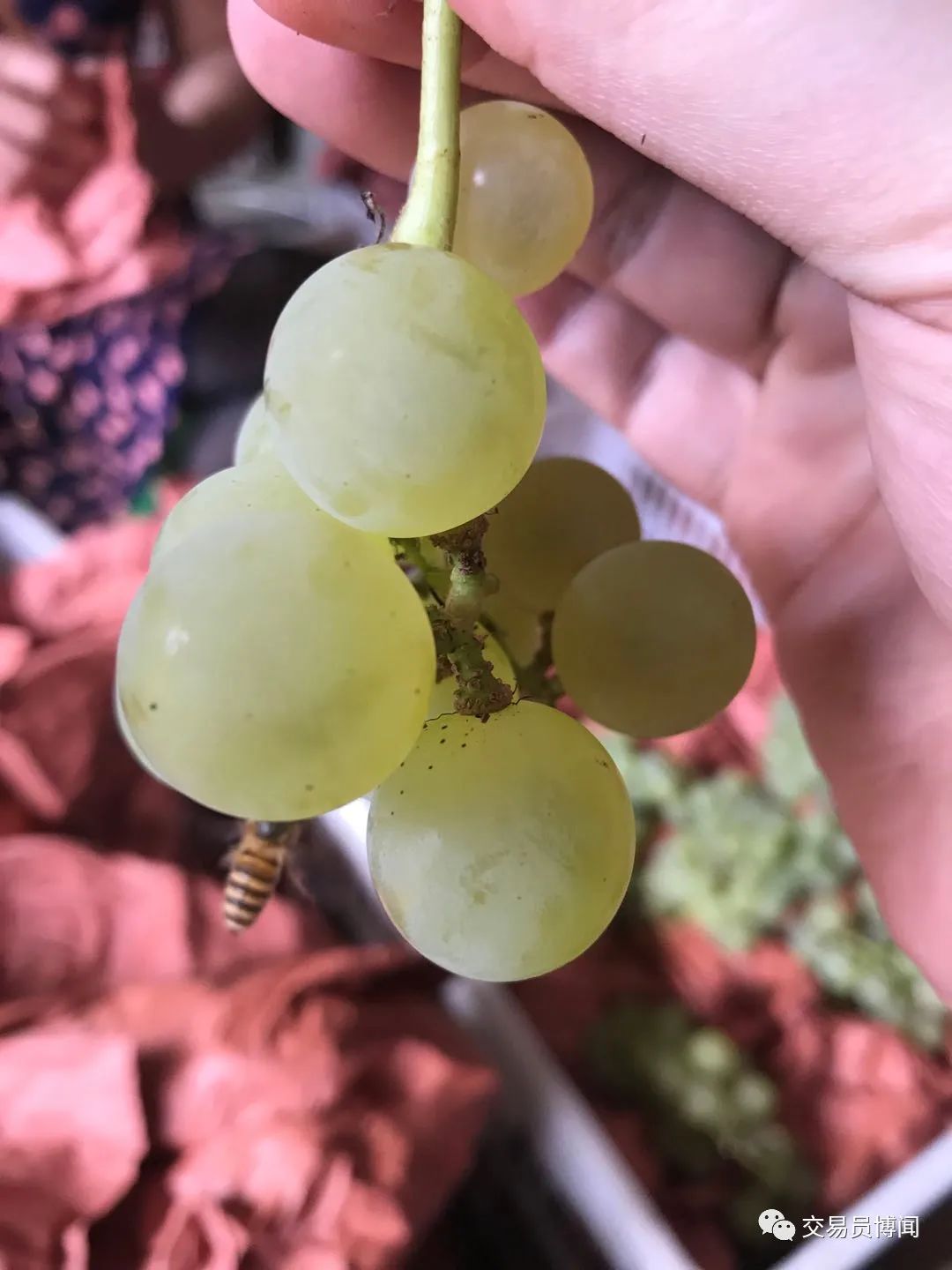 恩施富硒茶当地怎么卖(湖北恩施富硒茶价格表)-硒宝网