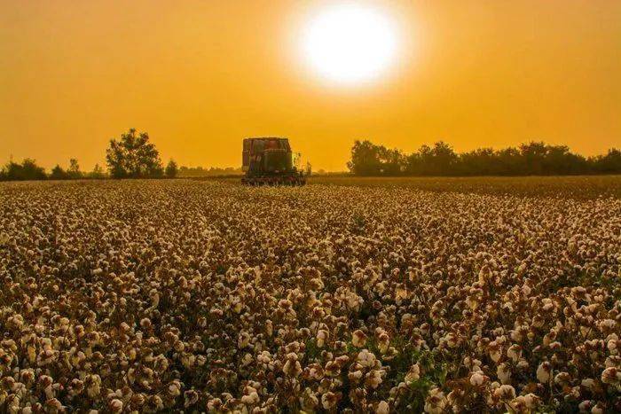 富硒茶公司使命是什么（富硒茶公司使命是什么）-硒宝网