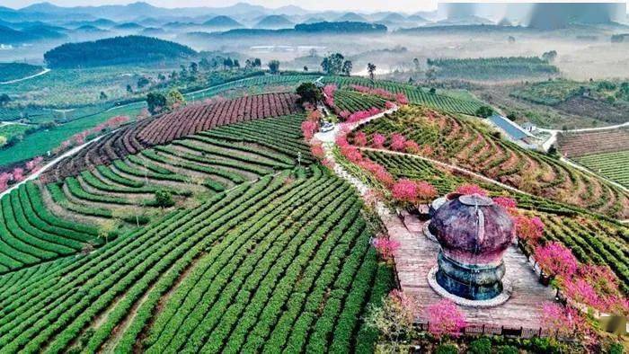 富硒茶公司使命是什么（富硒茶公司使命是什么）-硒宝网