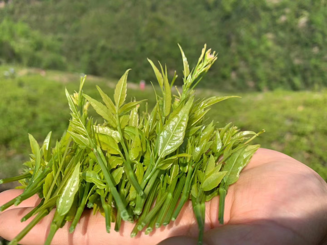 莓茶和富硒茶区别大吗(富硒莓茶的功效)-硒宝网