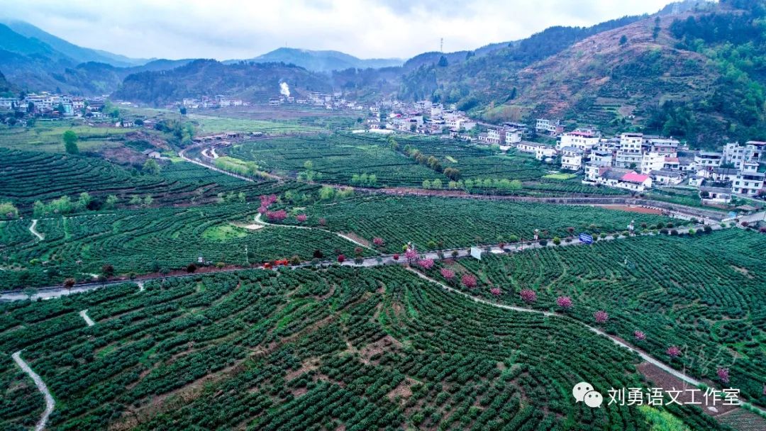 紫阳富硒茶济南哪儿卖(紫阳富硒茶多少钱一斤)-硒宝网