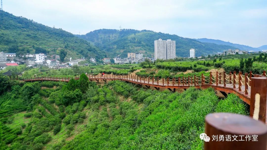 紫阳富硒茶济南哪儿卖(紫阳富硒茶多少钱一斤)-硒宝网
