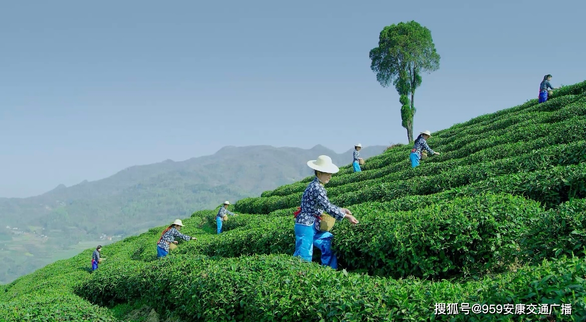 安康富硒茶产业的现状(安康富硒茶最古老的茶)-硒宝网
