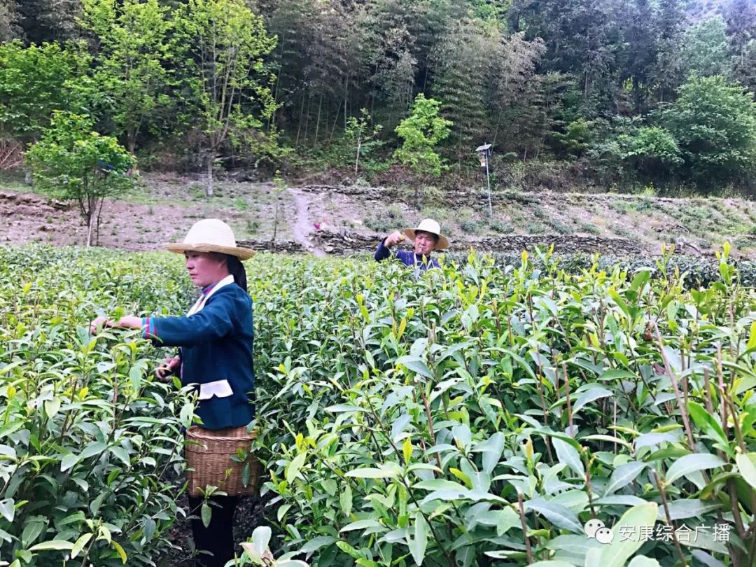 紫阳富硒茶济南哪儿卖(紫阳富硒茶的竞争对手)-硒宝网