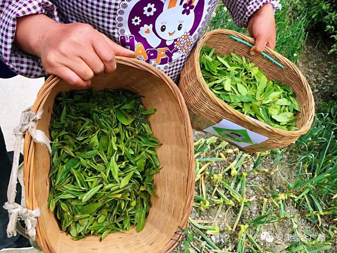 紫阳富硒茶济南哪儿卖(紫阳富硒茶的竞争对手)-硒宝网