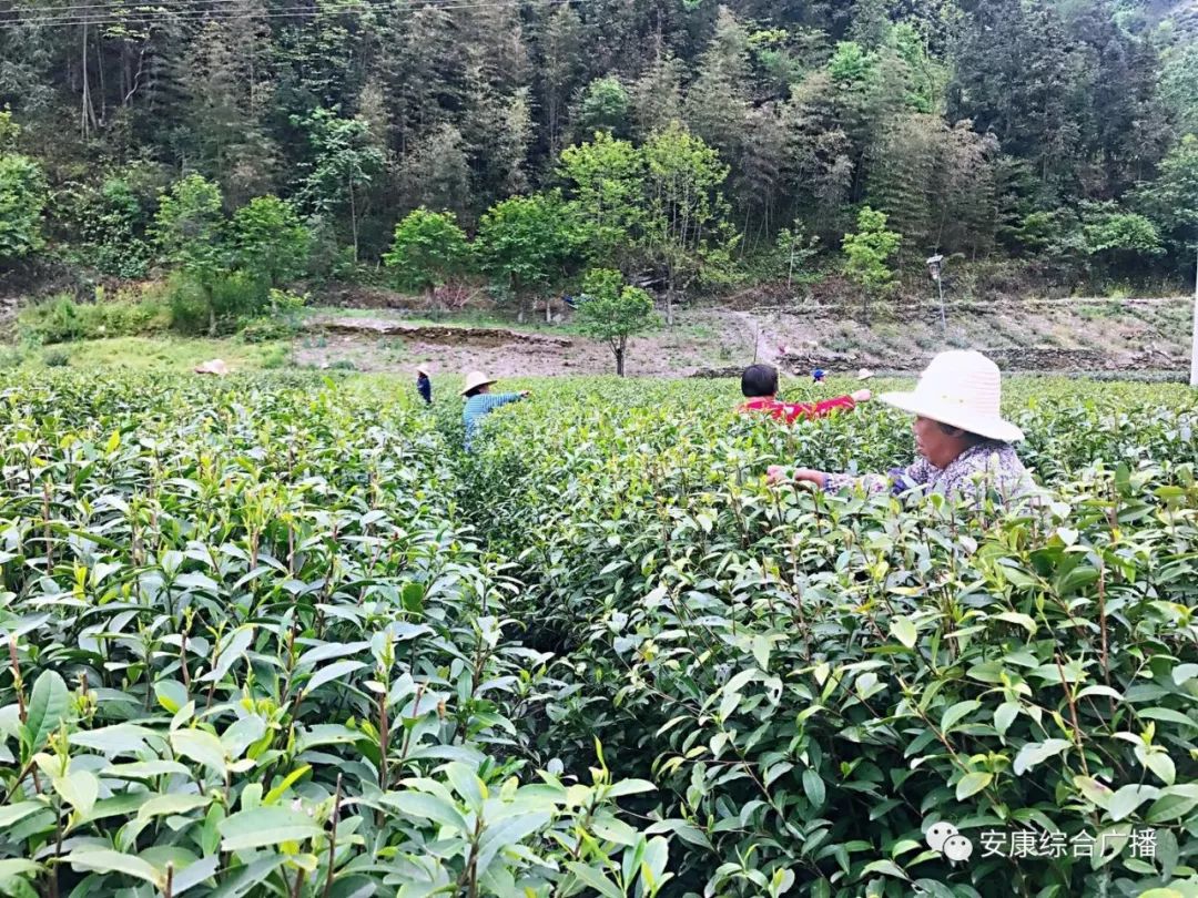 紫阳富硒茶济南哪儿卖(紫阳富硒茶的竞争对手)-硒宝网