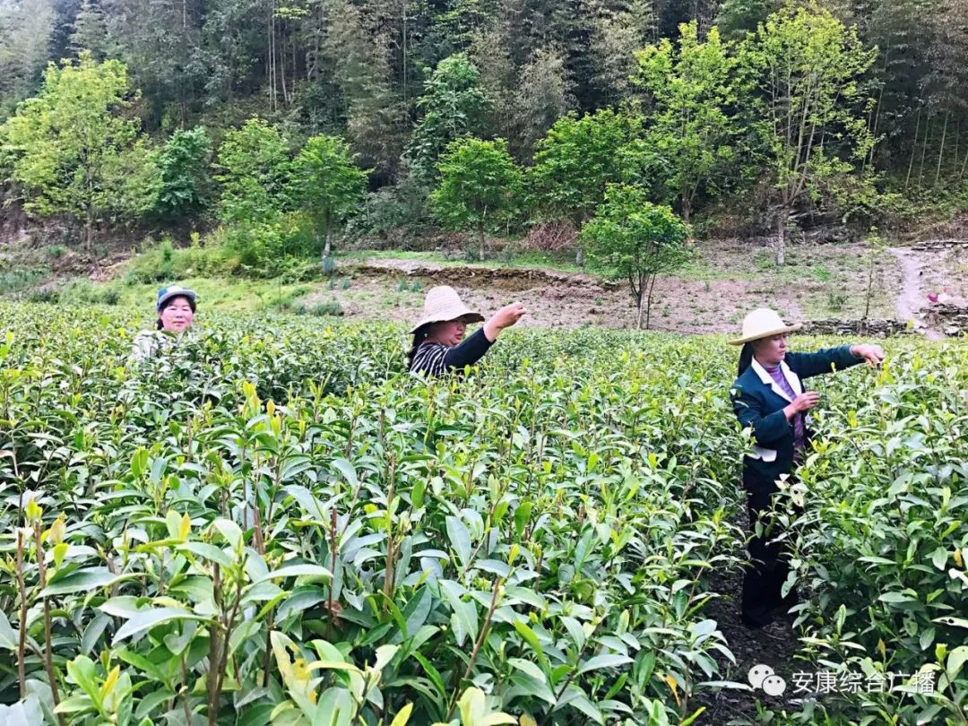 紫阳富硒茶济南哪儿卖(紫阳富硒茶的竞争对手)-硒宝网