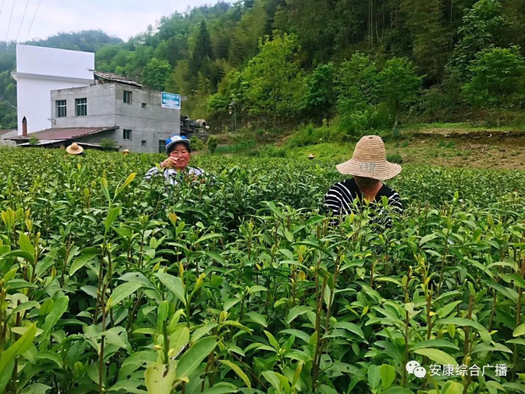 紫阳富硒茶济南哪儿卖(紫阳富硒茶的竞争对手)-硒宝网