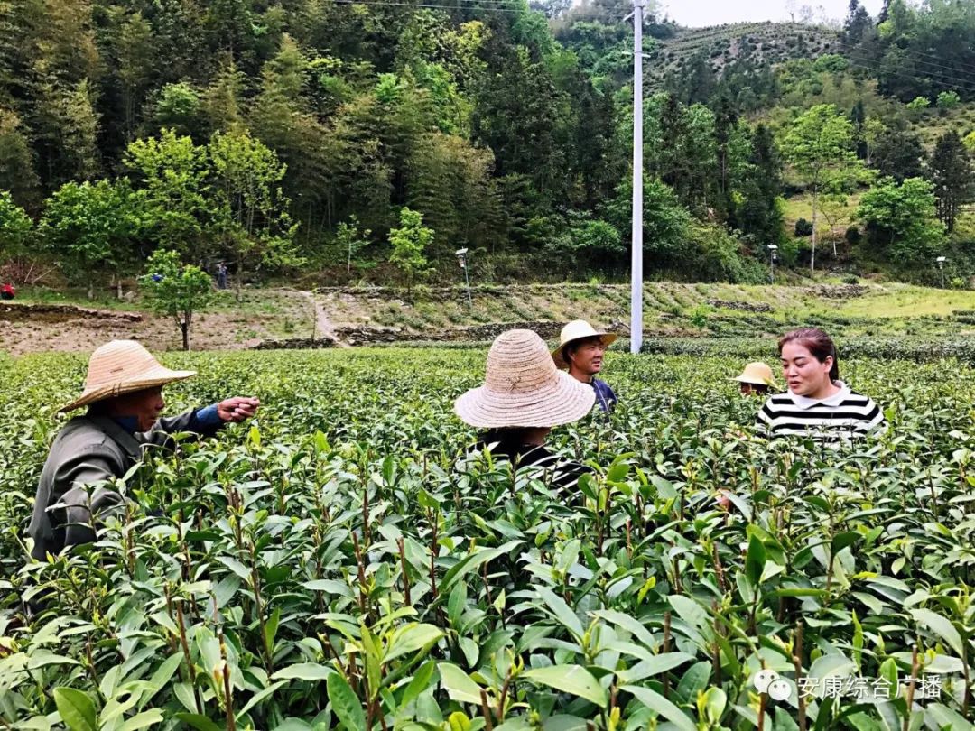 紫阳富硒茶济南哪儿卖(紫阳富硒茶的竞争对手)-硒宝网