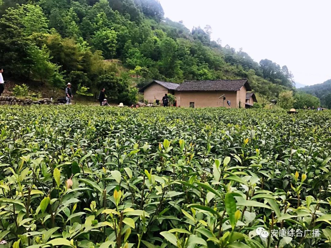 紫阳富硒茶济南哪儿卖(紫阳富硒茶的竞争对手)-硒宝网