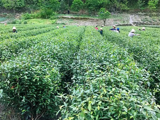 紫阳富硒茶济南哪儿卖(紫阳富硒茶的竞争对手)-硒宝网