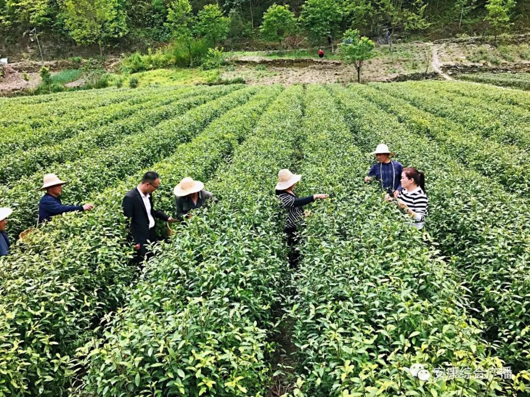 紫阳富硒茶济南哪儿卖(紫阳富硒茶的竞争对手)-硒宝网