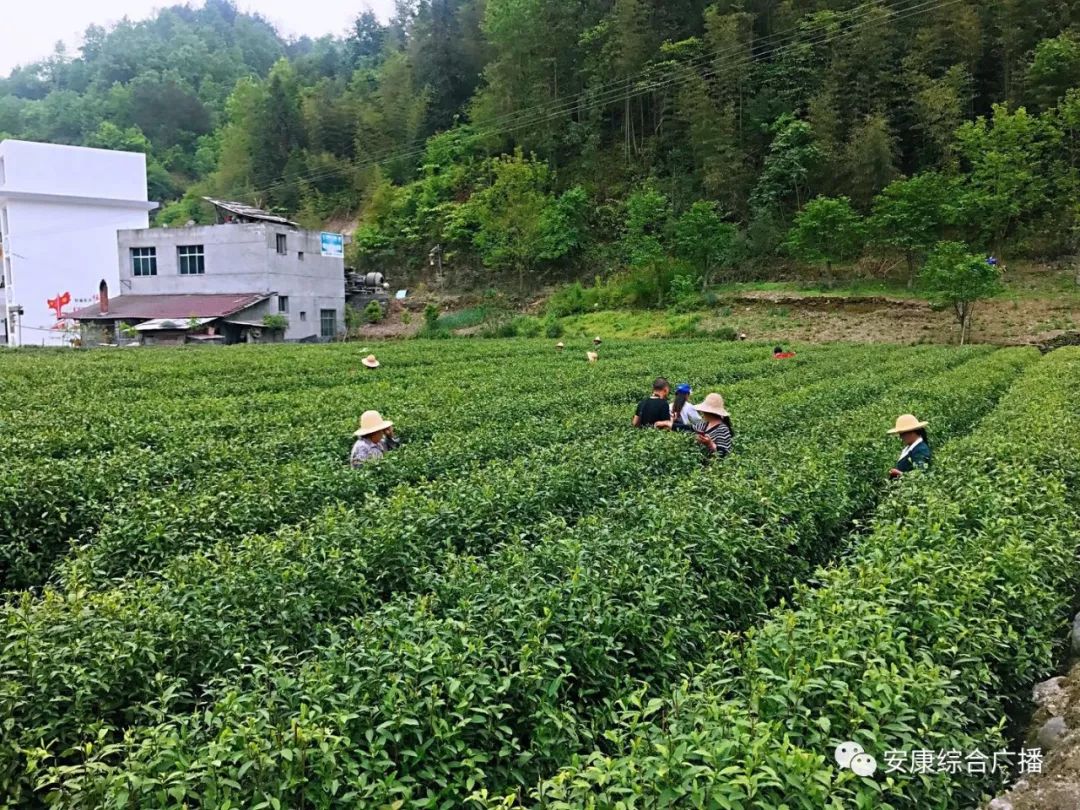 紫阳富硒茶济南哪儿卖(紫阳富硒茶的竞争对手)-硒宝网