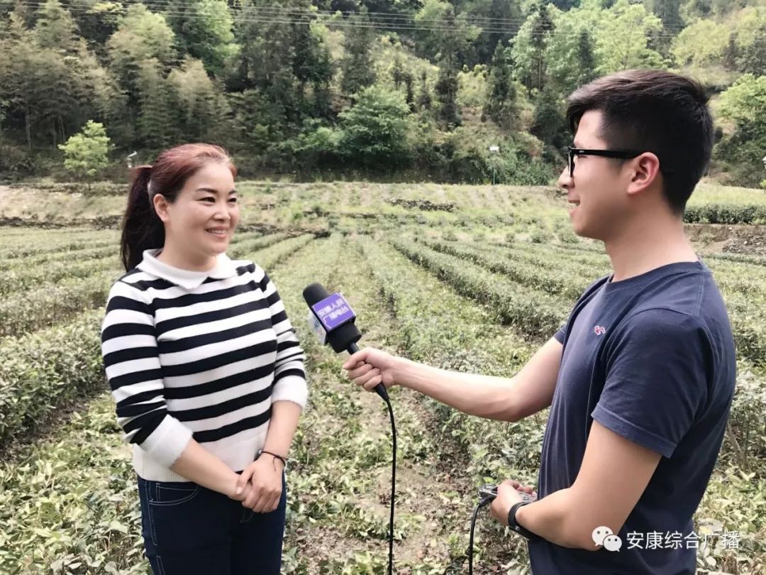 紫阳富硒茶济南哪儿卖(紫阳富硒茶的竞争对手)-硒宝网