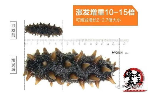 海参补铁吗(海参补铁效果怎么样)-硒宝网