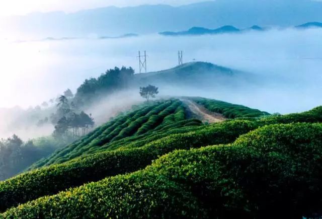 陕西紫阳富硒茶品天下(紫阳富硒茶厂)-硒宝网