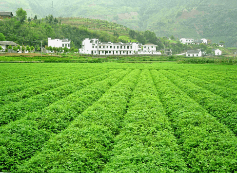 安康富硒茶产业的现状（安康富硒茶地理标志）-硒宝网