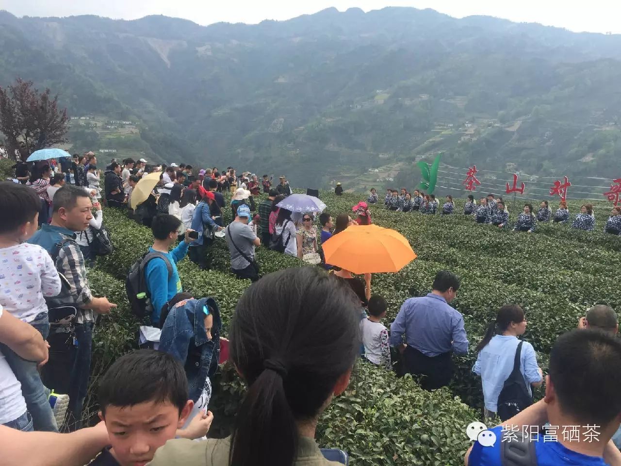 安康紫阳富硒茶观光园(安康紫阳茶园旅游)-硒宝网