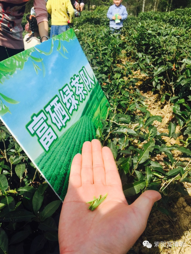 安康紫阳富硒茶观光园(安康紫阳茶园旅游)-硒宝网