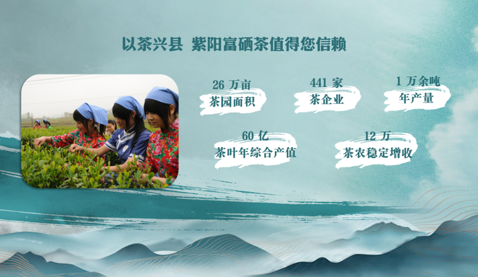 紫阳富硒茶的品质特征(紫阳富硒茶属于绿茶吗)-硒宝网