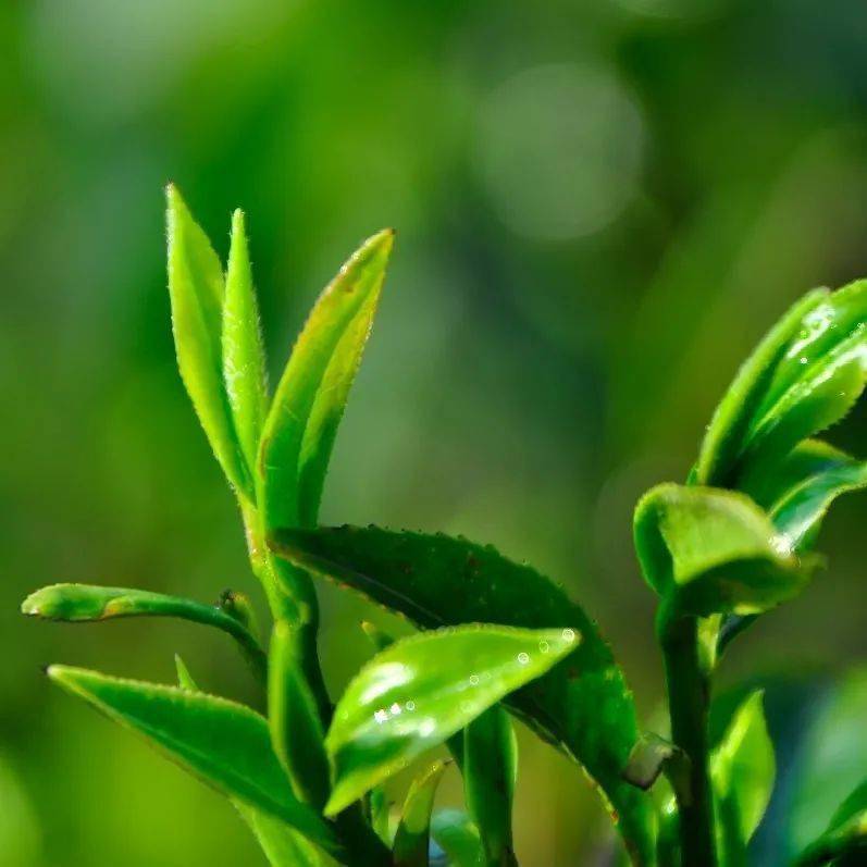 紫阳富硒茶全国排第几(紫阳富硒茶排名)-硒宝网