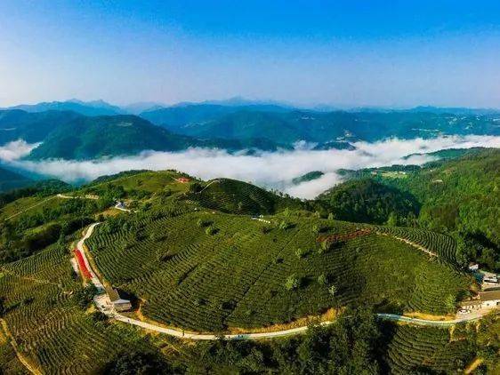 紫阳富硒茶全国排第几(紫阳富硒茶排名)-硒宝网