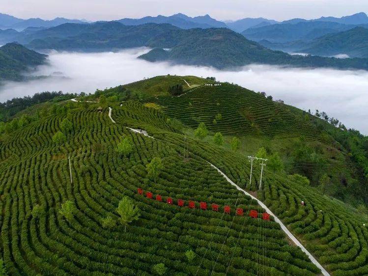 紫阳富硒茶全国排第几(紫阳富硒茶排名)-硒宝网