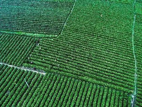 紫阳富硒茶全国排第几(紫阳富硒茶排名)-硒宝网