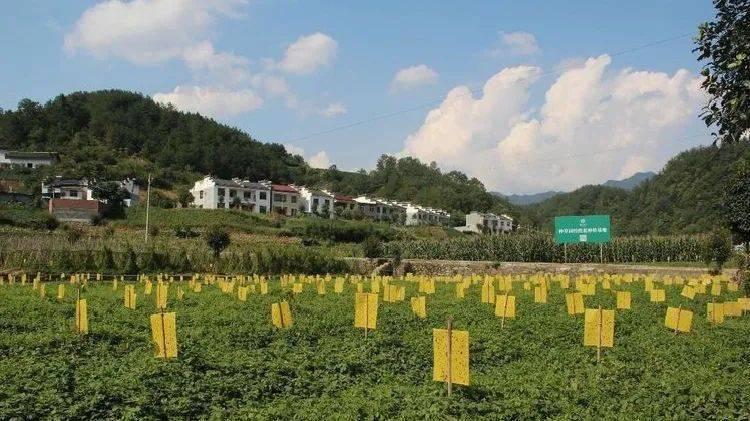 紫阳富硒茶全国排第几(紫阳富硒茶排名)-硒宝网