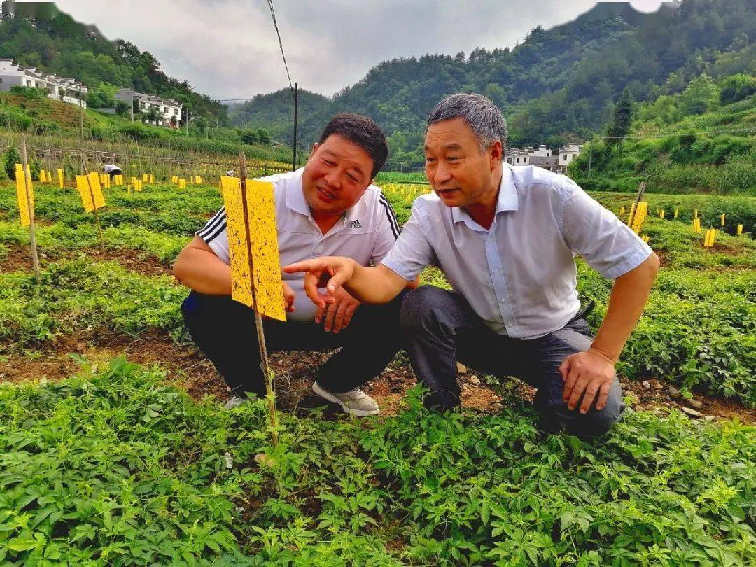 紫阳富硒茶全国排第几(紫阳富硒茶排名)-硒宝网