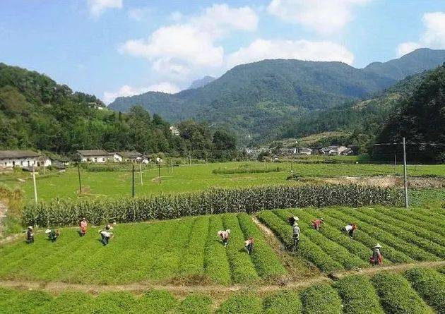 紫阳富硒茶全国排第几(紫阳富硒茶排名)-硒宝网