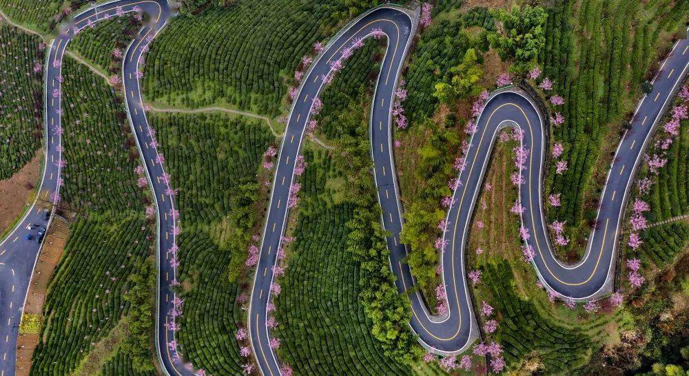 紫阳富硒茶全国排第几(紫阳富硒茶排名)-硒宝网