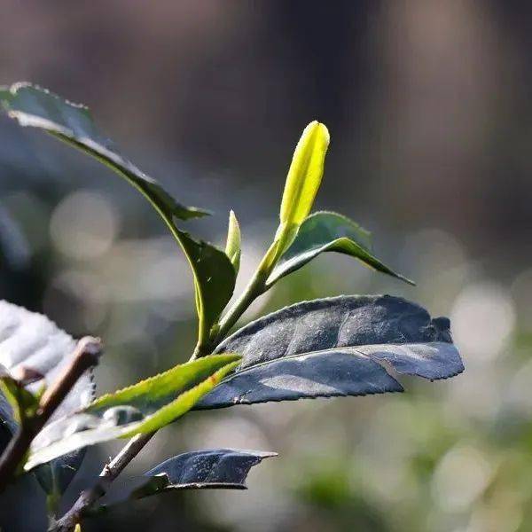 紫阳富硒茶全国排第几(紫阳富硒茶排名)-硒宝网