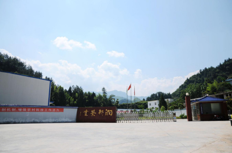 有名的富硒茶玉露工厂(恩施玉露富硒茶多少钱)-硒宝网