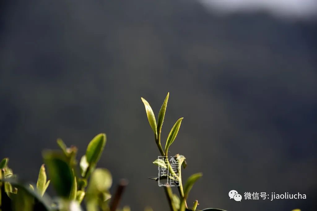 富硒茶好还是龙井茶好(富硒茶和龙井茶哪个好)-硒宝网