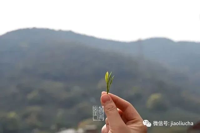 富硒茶好还是龙井茶好(富硒茶和龙井茶哪个好)-硒宝网