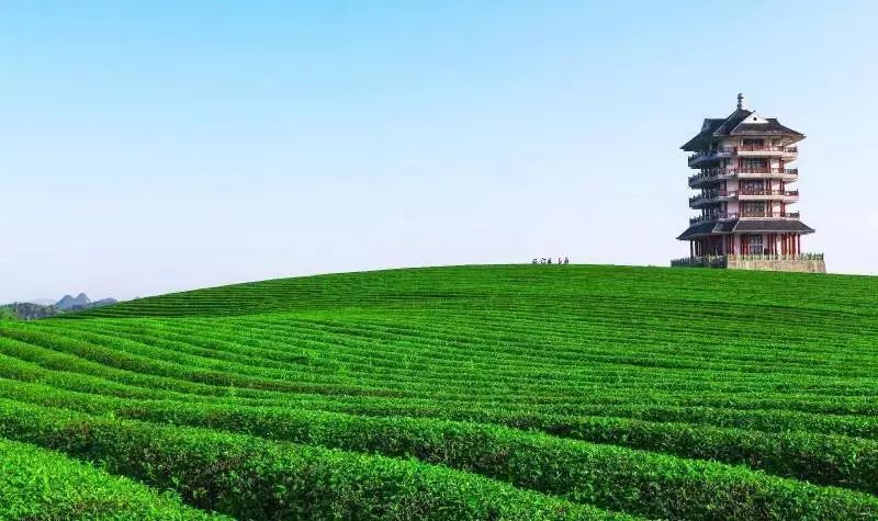 富硒茶跟有机茶一样吗(茶样机富硒有什么用)-硒宝网