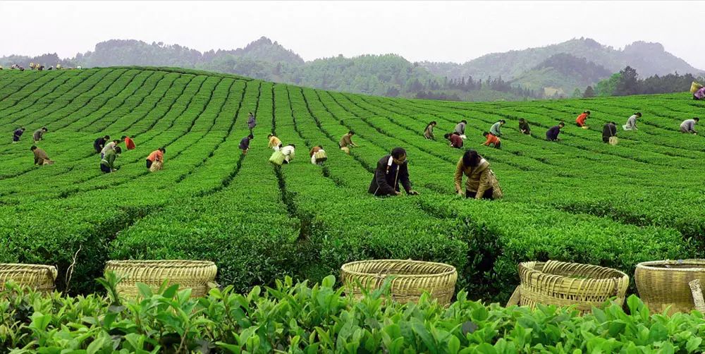 富硒茶跟有机茶一样吗(茶样机富硒有什么用)-硒宝网