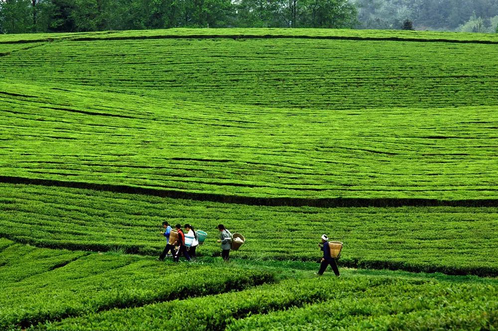 富硒茶跟有机茶一样吗(茶样机富硒有什么用)-硒宝网
