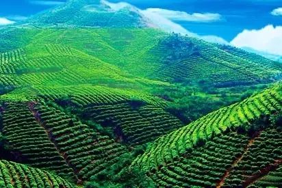 富硒茶跟有机茶一样吗(茶样机富硒有什么用)-硒宝网