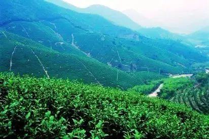 富硒茶跟有机茶一样吗(茶样机富硒有什么用)-硒宝网