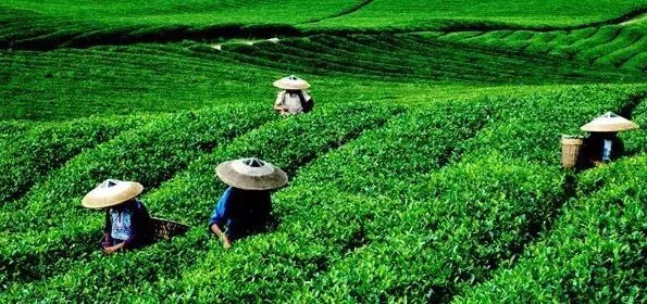 富硒茶跟有机茶一样吗(茶样机富硒有什么用)-硒宝网