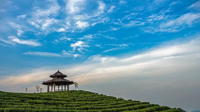 富硒茶跟有机茶一样吗(茶样机富硒有什么用)-硒宝网