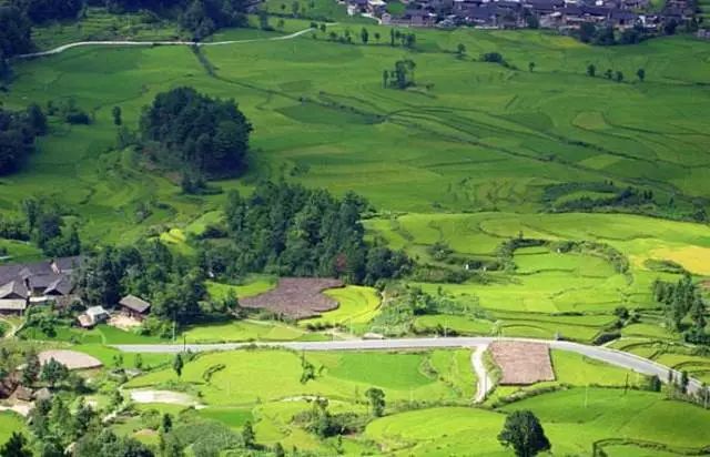 富硒茶跟有机茶一样吗(茶样机富硒有什么用)-硒宝网